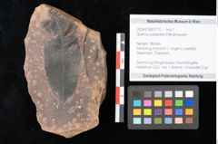 Foto (Objekt + Etikett) von Quercus palaeoilex Ettingshausen (NHMW-GEO-2024-0188-0770)
